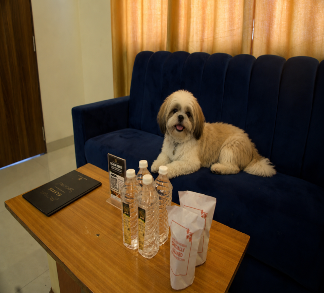 Pet friendly